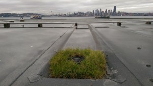 Roof Cleaning - Before 